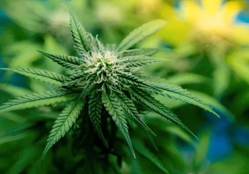 Marijuana’s Legalization Doesn’t Mean It’s Not a Drug