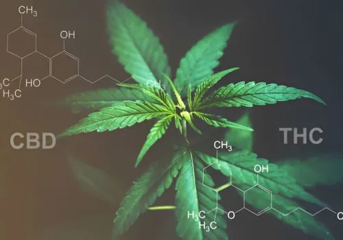 CBD vs. THC: What’s the difference?