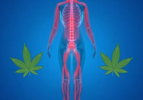 How long does marijuana stay in your system?