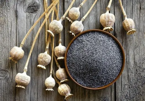 How Poppy Seeds Can Impact Drug Test