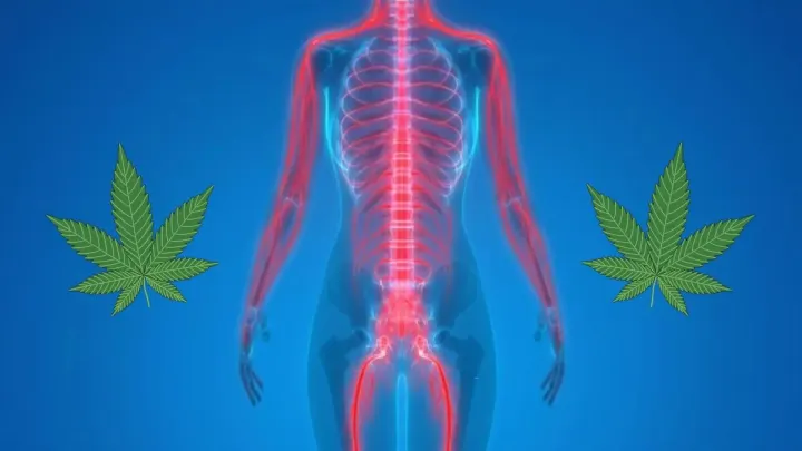 How long does marijuana stay in your system?