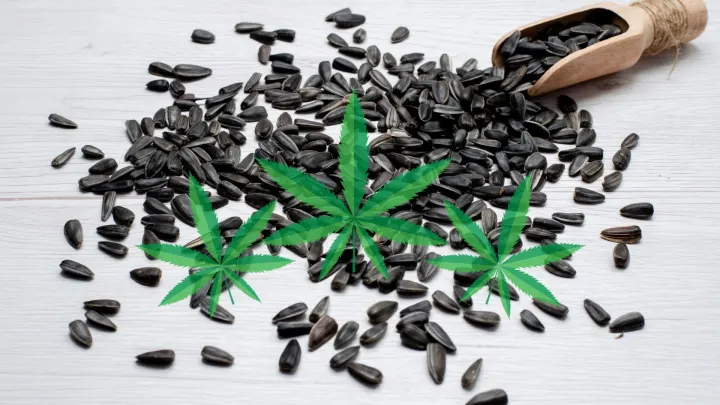 How Poppy Seeds Can Impact Drug Test