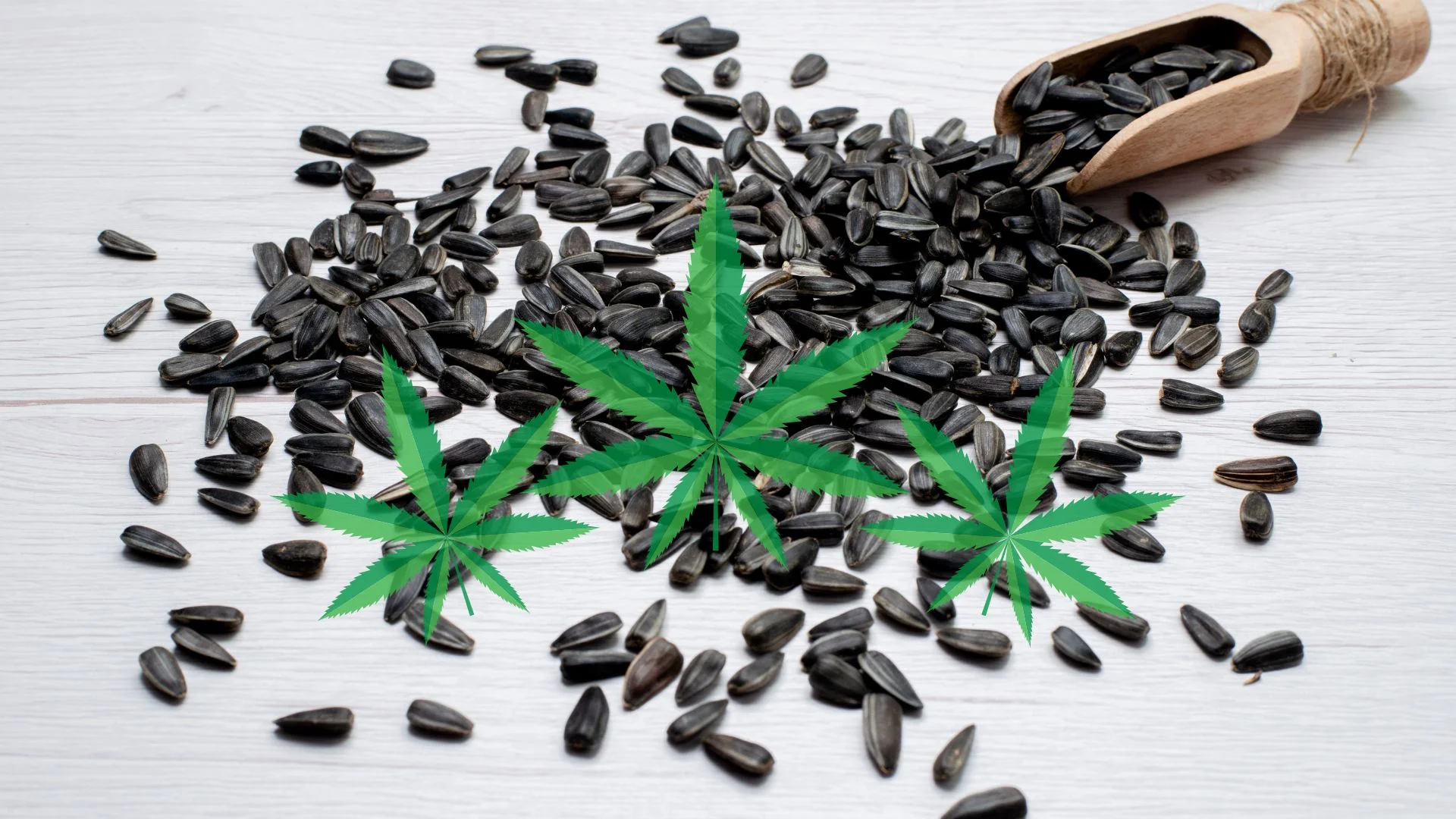 How Poppy Seeds Can Impact Drug Test