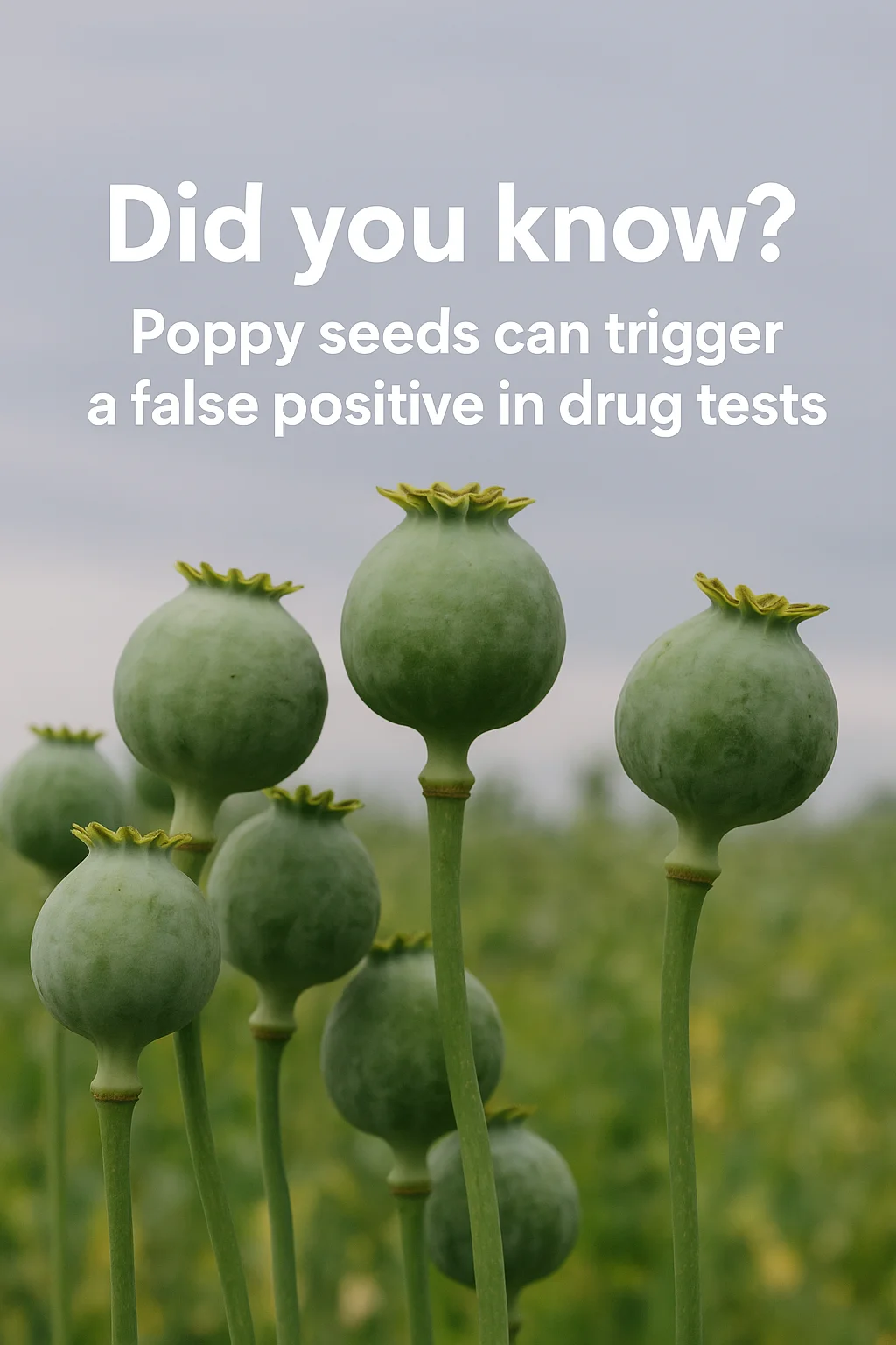 Did you know? Poppy seeds can trigger a false positive in drug tests.
